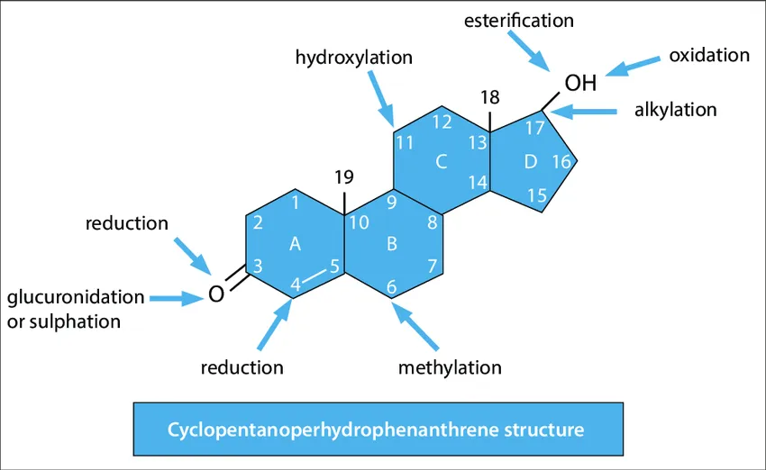 Steroid nucleus